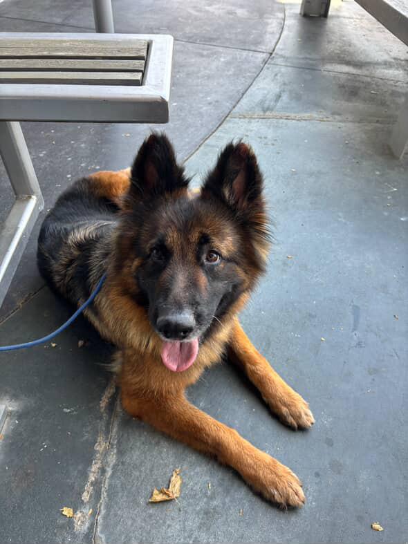 Enlarge Raine, a Adoptable German Shepherd Dog in West Hills, CA image 6/6