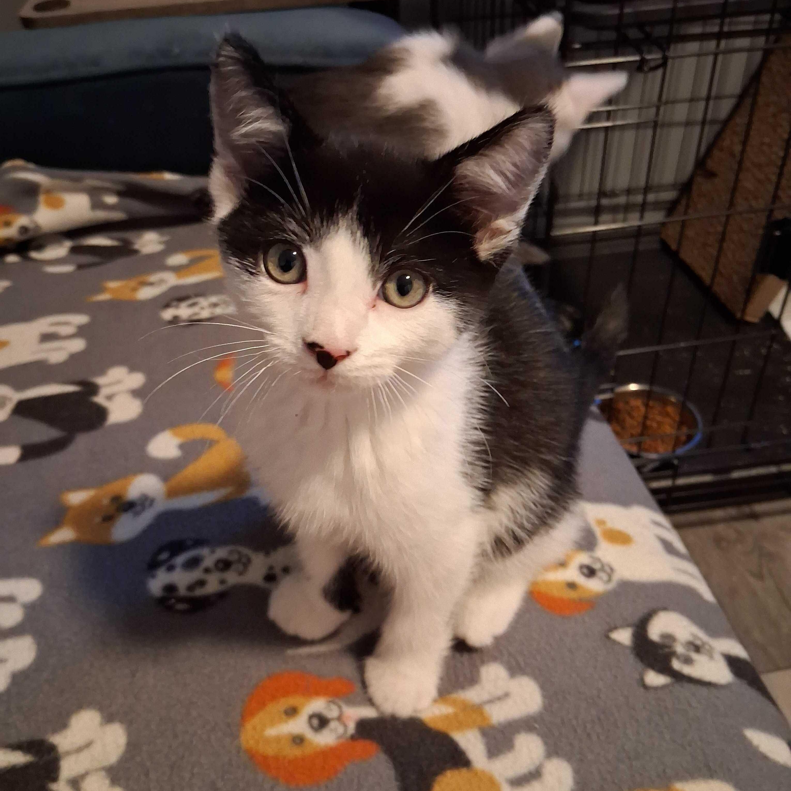 Gus, an adopted Domestic Short Hair in East Amherst, NY image 1/6
