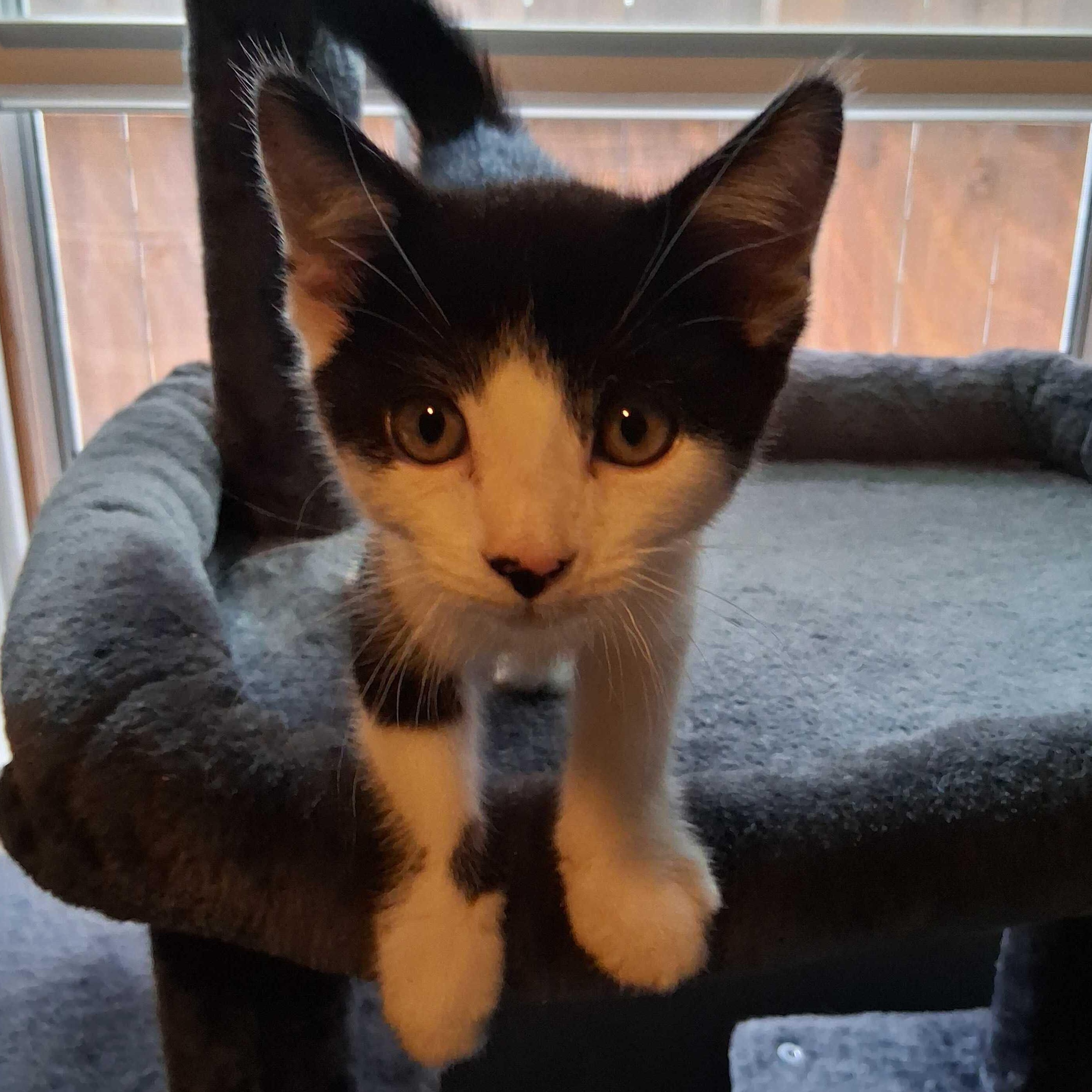 Gus, an adopted Domestic Short Hair in East Amherst, NY image 6/6