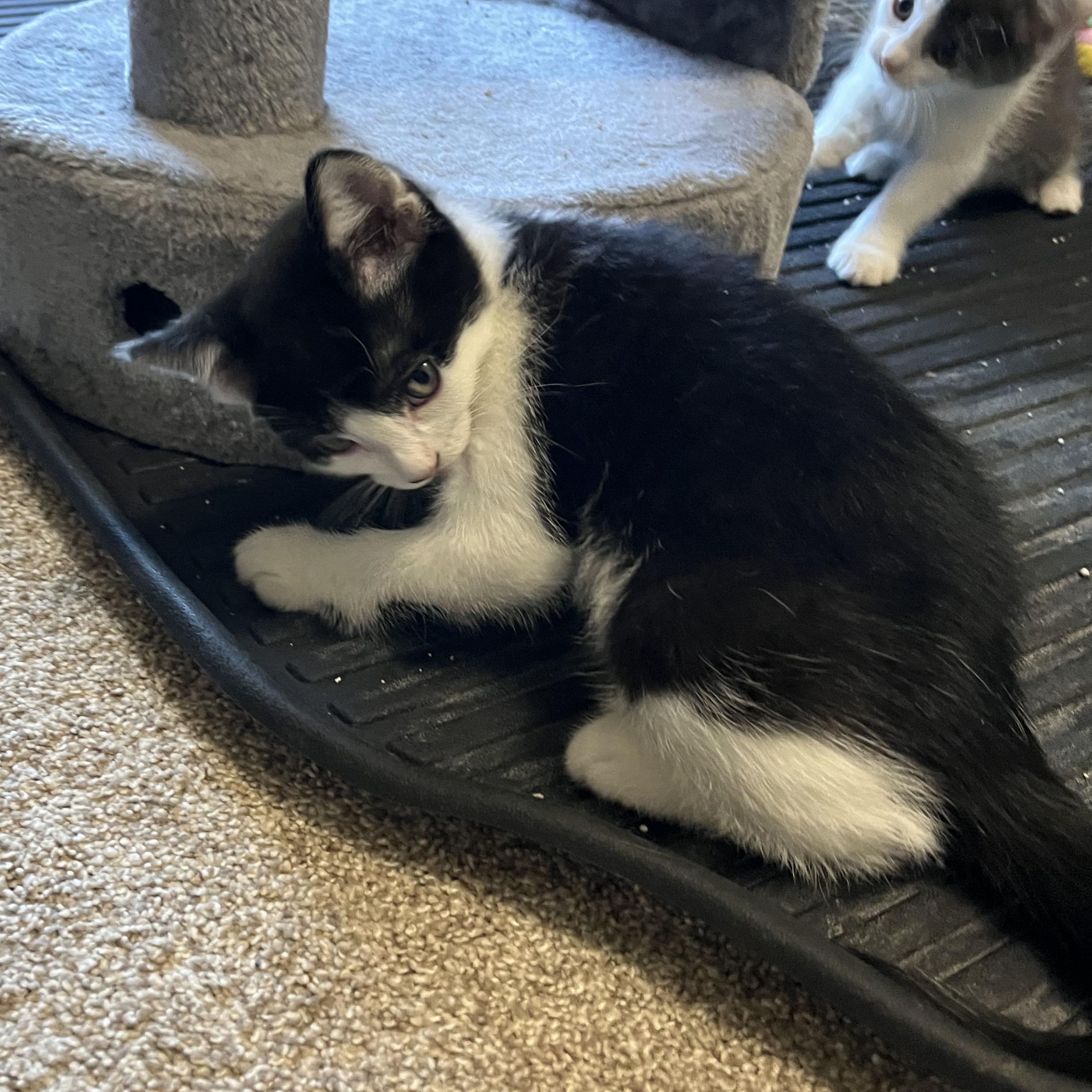 Gus, an adopted Domestic Short Hair in East Amherst, NY image 3/6