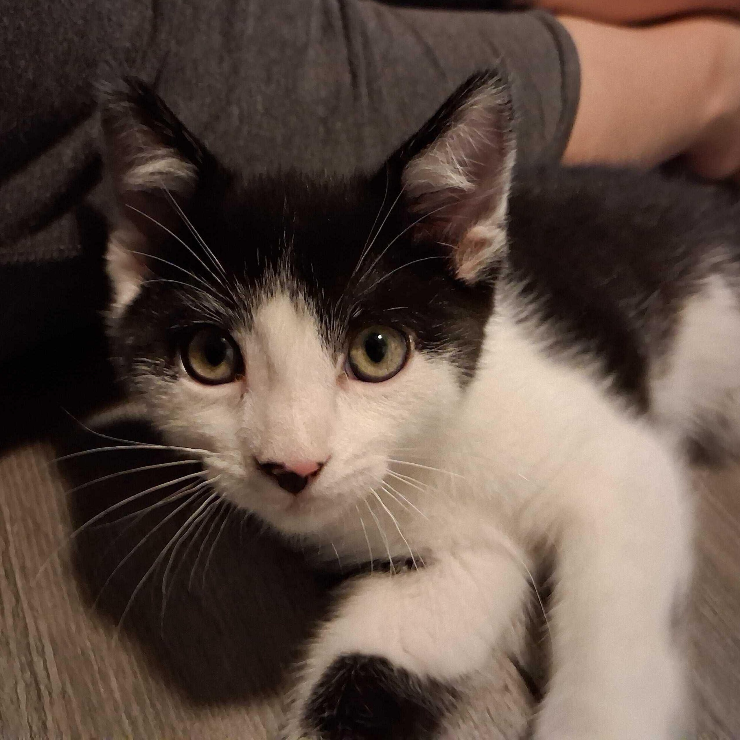 Gus, an adopted Domestic Short Hair in East Amherst, NY image 5/6