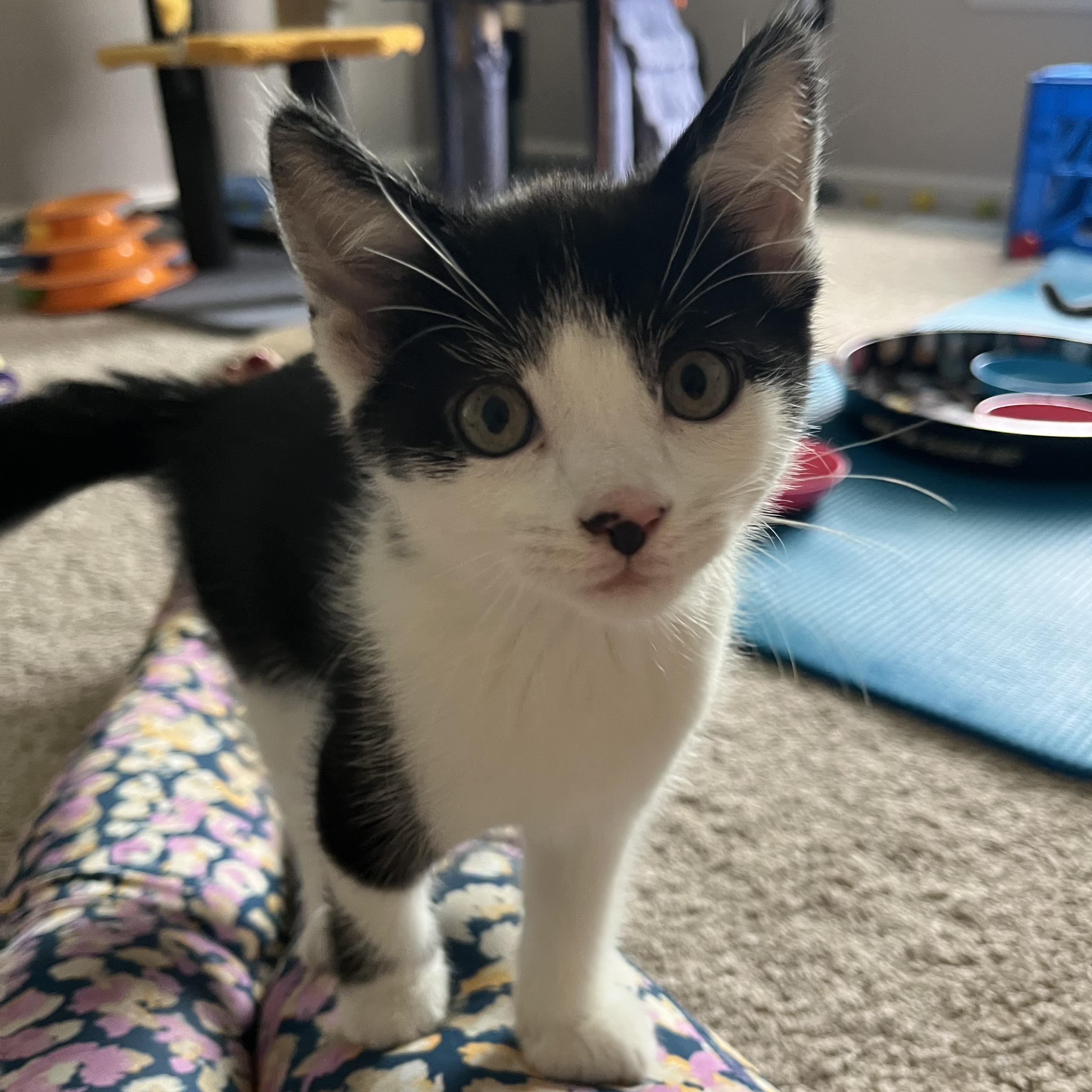 Gus, an adopted Domestic Short Hair in East Amherst, NY image 2/6