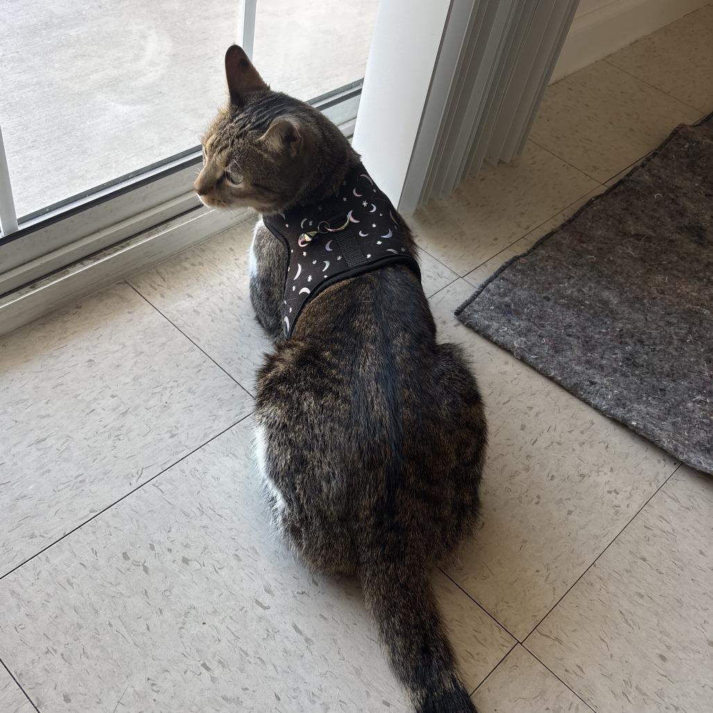 Wall-E, Adoptable, Senior Male Domestic Short Hair.