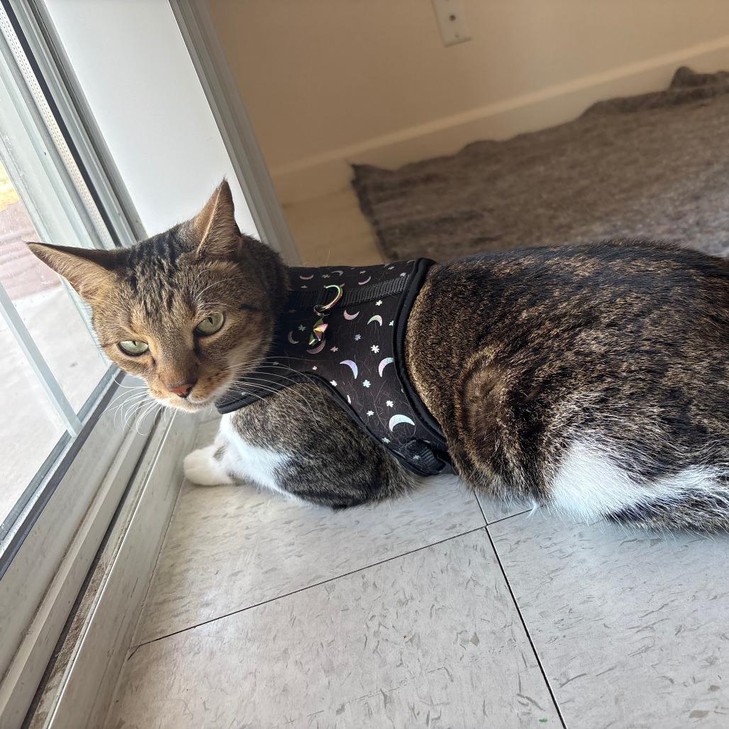 Enlarge Wall-E, a Adoptable Domestic Short Hair in Las Vegas, NV image 2/4