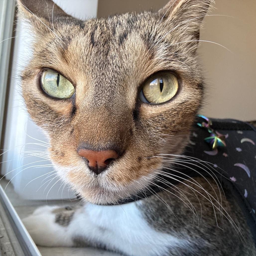 Enlarge Wall-E, a Adoptable Domestic Short Hair in Las Vegas, NV image 3/4