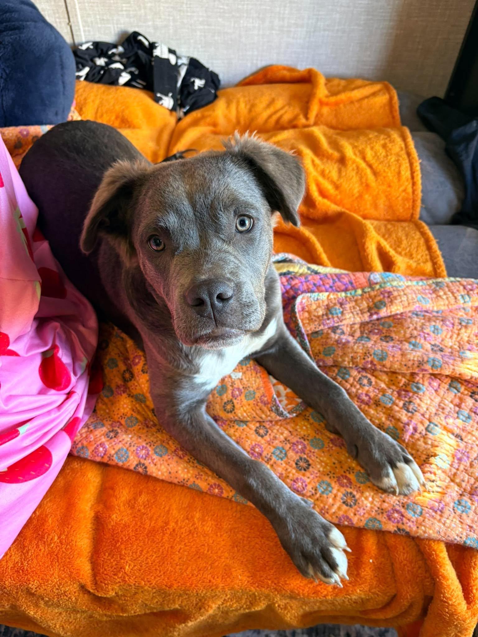 Enlarge Chanel, a Adopted mixed breed in Huntsville, AL image 2/4