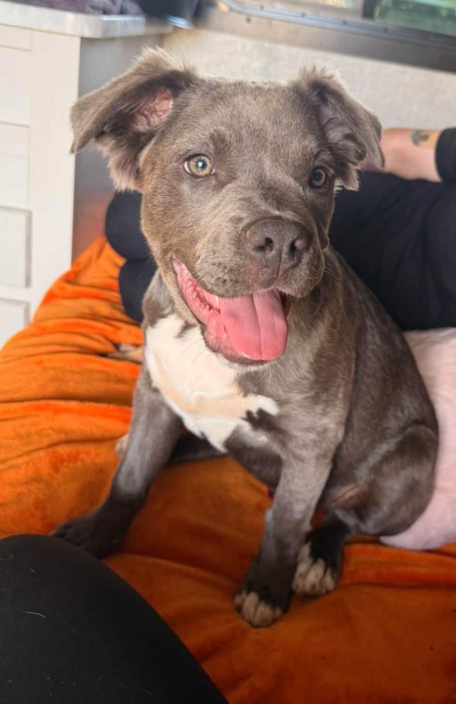 Enlarge Chanel, a Adopted mixed breed in Huntsville, AL image 4/4