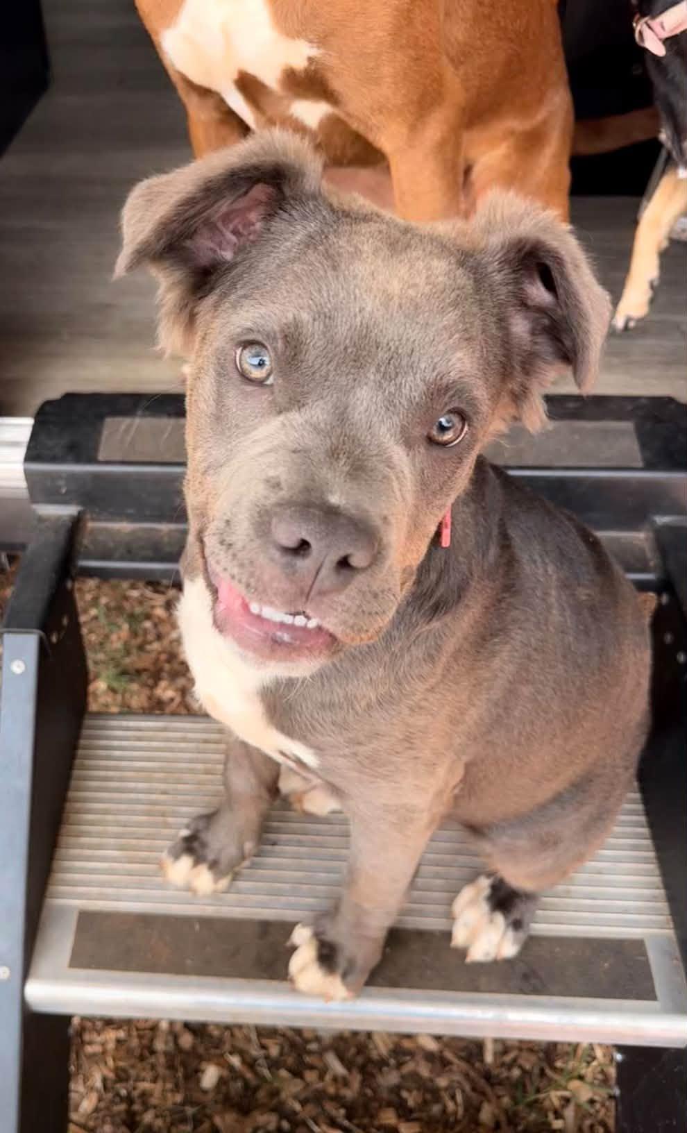 Enlarge Chanel, a Adopted mixed breed in Huntsville, AL image 3/4