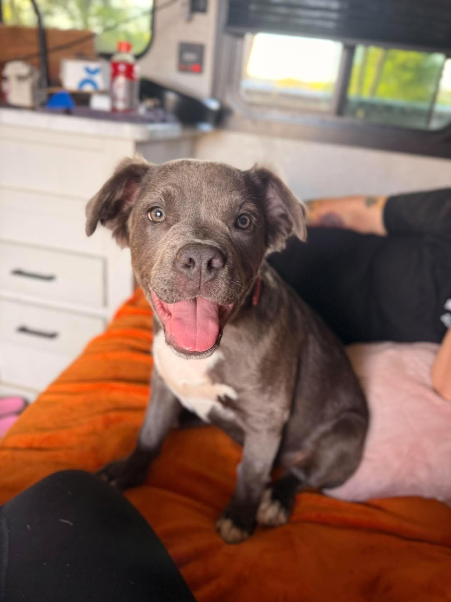 Chanel, Adopted, Adult Female Mixed Breed.