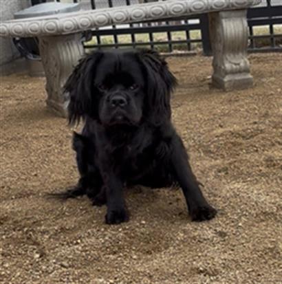 Enlarge RICKY, a Adoptable mixed breed in Redlands, CA image 1/1