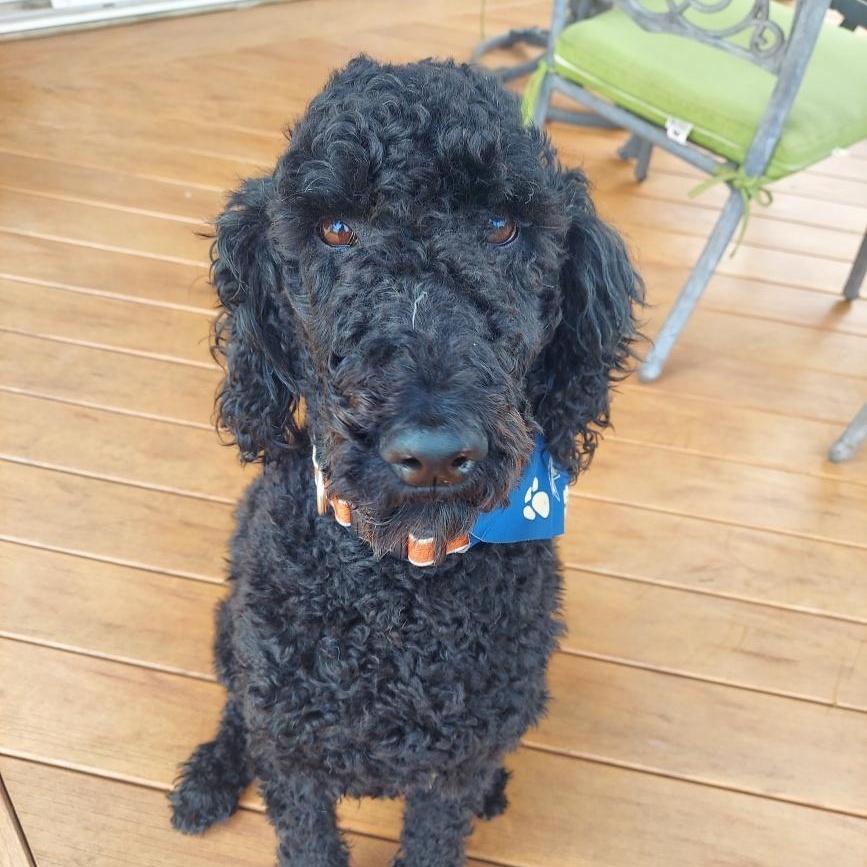 Enlarge TOMATOES- VIRGINIA, a Adoptable Goldendoodle in CENTREVILLE, VA image 2/6