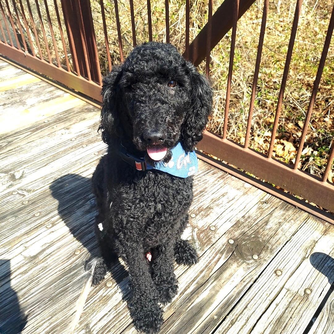 Enlarge TOMATOES- VIRGINIA, a Adoptable Goldendoodle in CENTREVILLE, VA image 1/6
