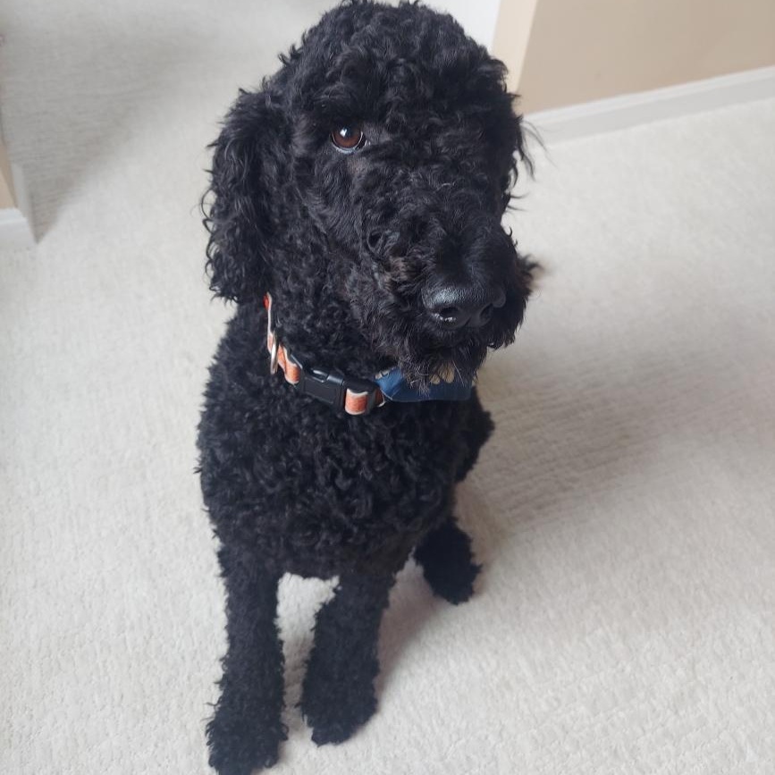 Enlarge TOMATOES- VIRGINIA, a Adoptable Goldendoodle in CENTREVILLE, VA image 3/6