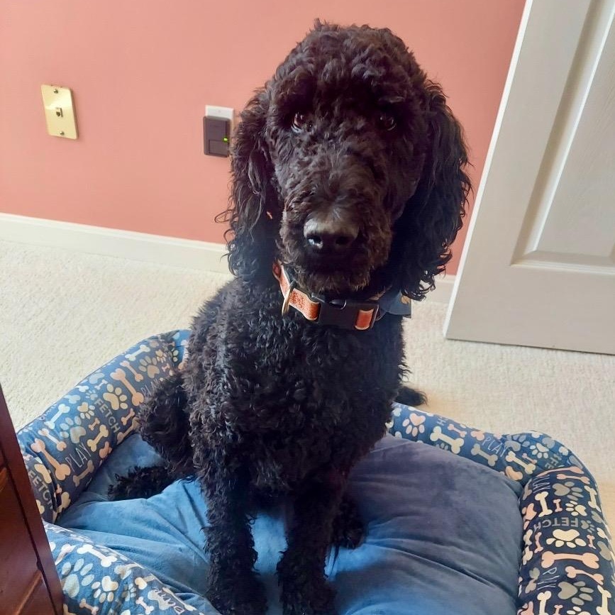 Enlarge TOMATOES- VIRGINIA, a Adoptable Goldendoodle in CENTREVILLE, VA image 5/6