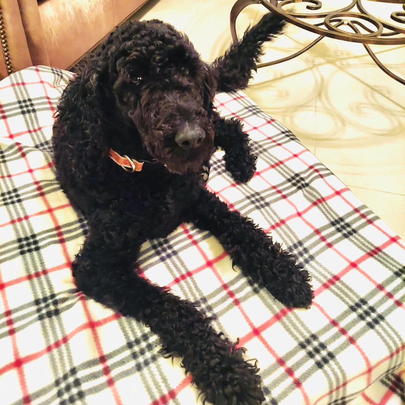 Enlarge TOMATOES- VIRGINIA, a Adoptable Goldendoodle in CENTREVILLE, VA image 4/6