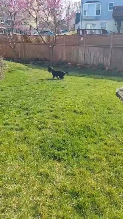 Enlarge TOMATOES- VIRGINIA, a Adoptable Goldendoodle in CENTREVILLE, VA video 6/6