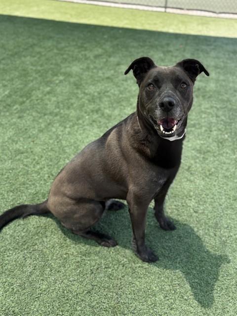 PEPPER, Adoptable, Adult Female German Shepherd Dog & Labrador Retriever.