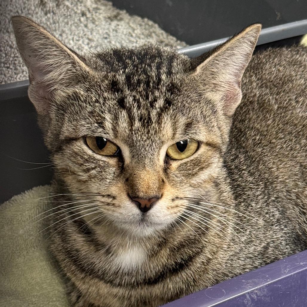 Me-maw, Adoptable, Adult Female Domestic Short Hair.