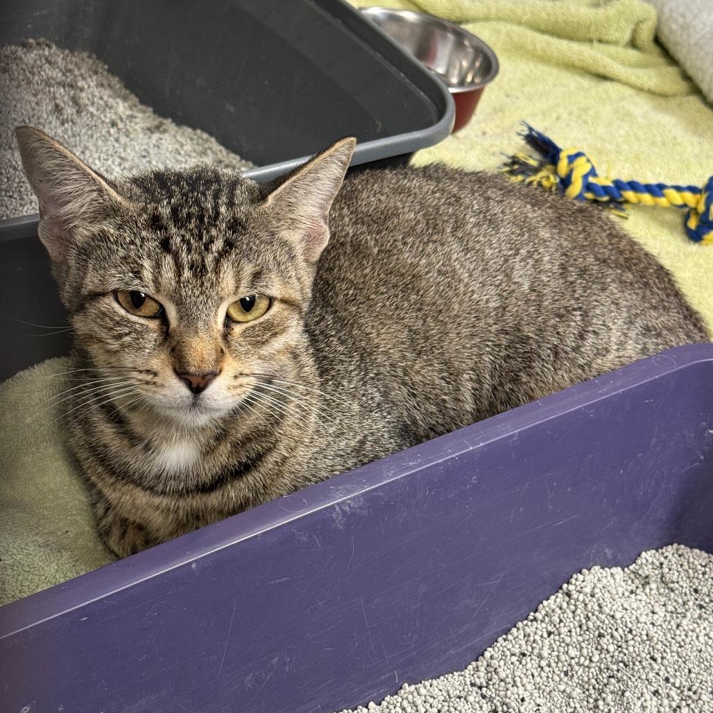 Enlarge Me-maw, a Adoptable Domestic Short Hair in Miami, FL image 2/3