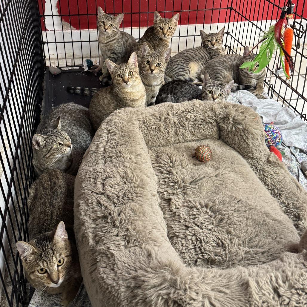 Enlarge Me-maw, a Adoptable Domestic Short Hair in Miami, FL image 3/3