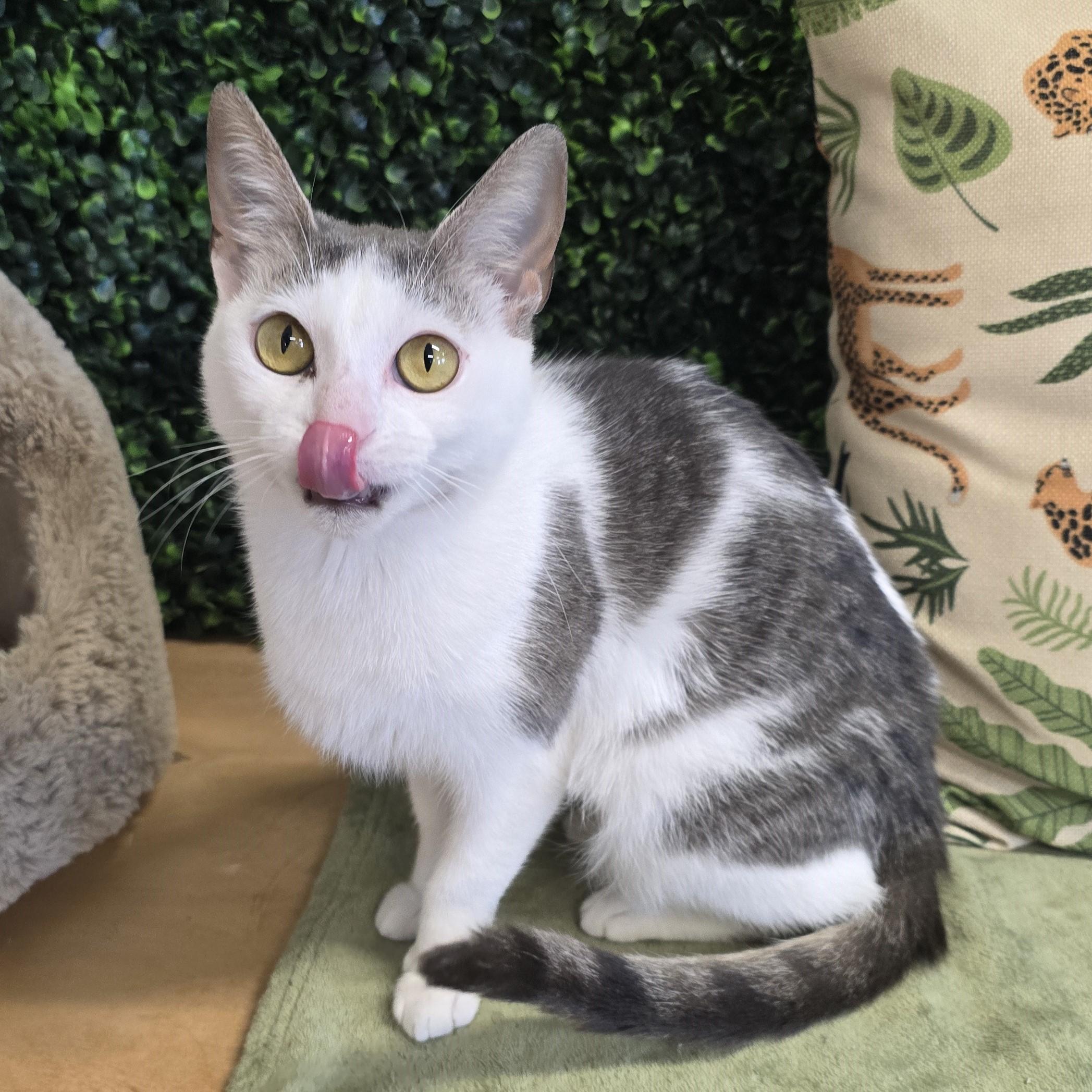 Enlarge Lumi, a ADOPTABLE Domestic Short Hair in Nashville, TN image 4/6