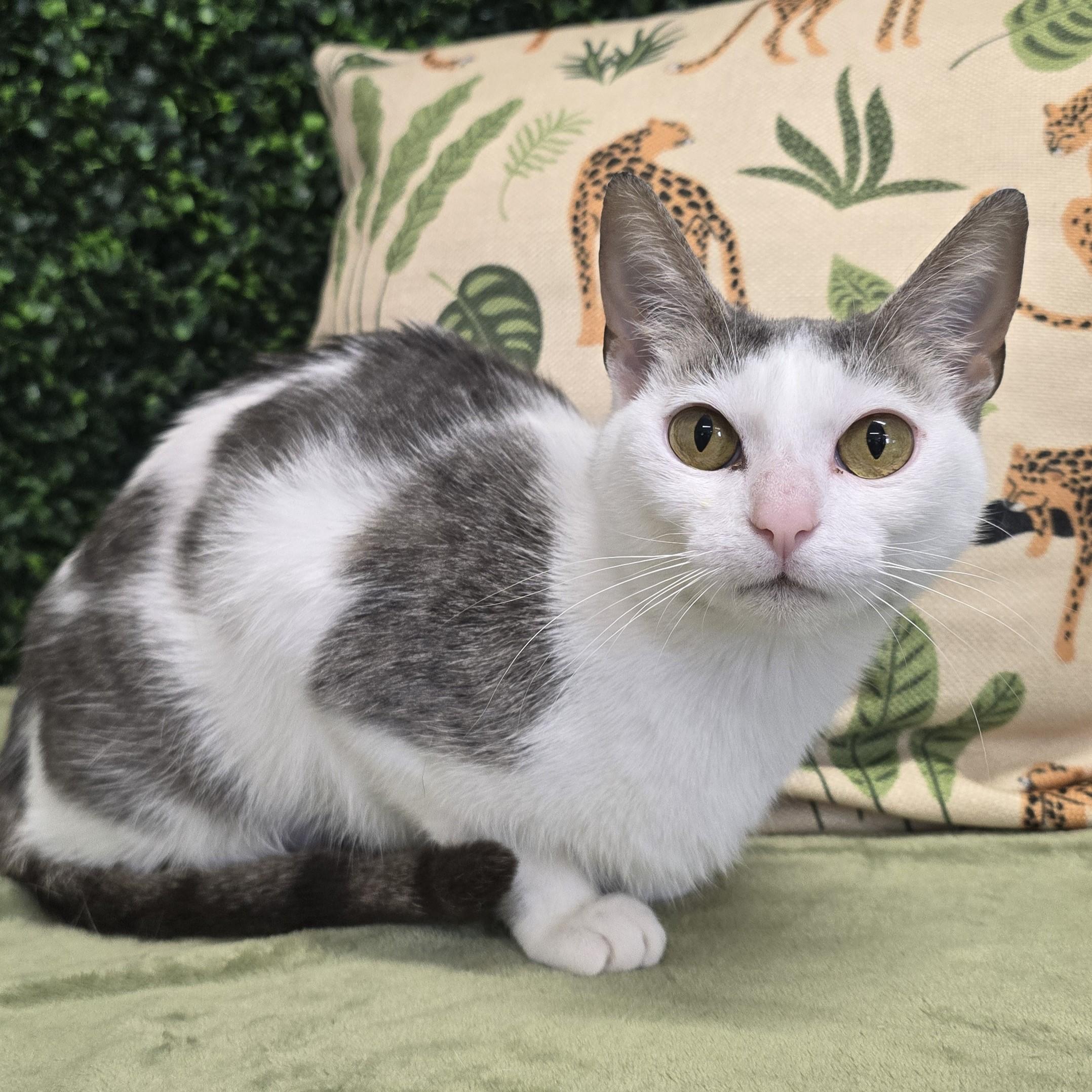 Enlarge Lumi, a ADOPTABLE Domestic Short Hair in Nashville, TN image 2/6