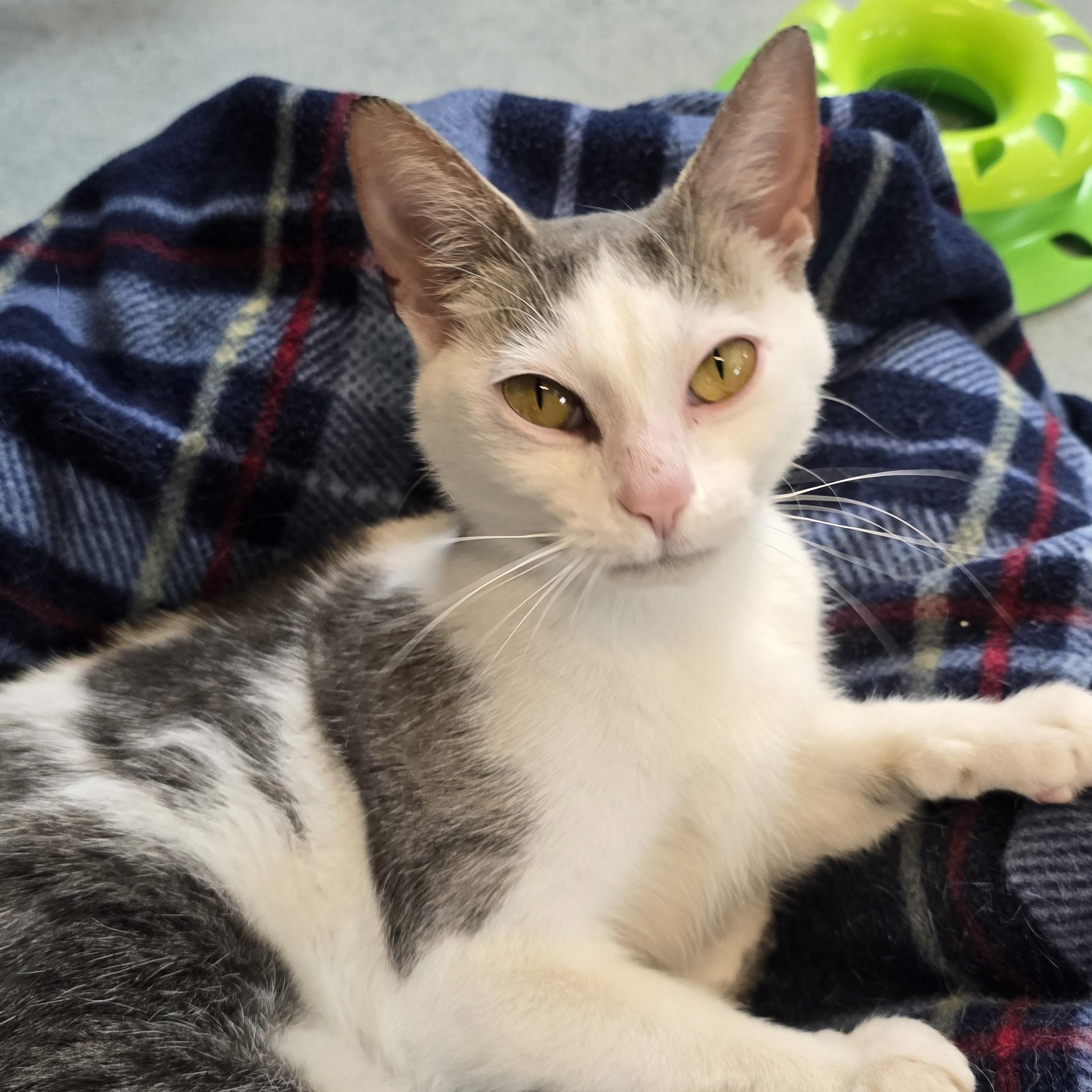 Enlarge Lumi, a ADOPTABLE Domestic Short Hair in Nashville, TN image 5/6