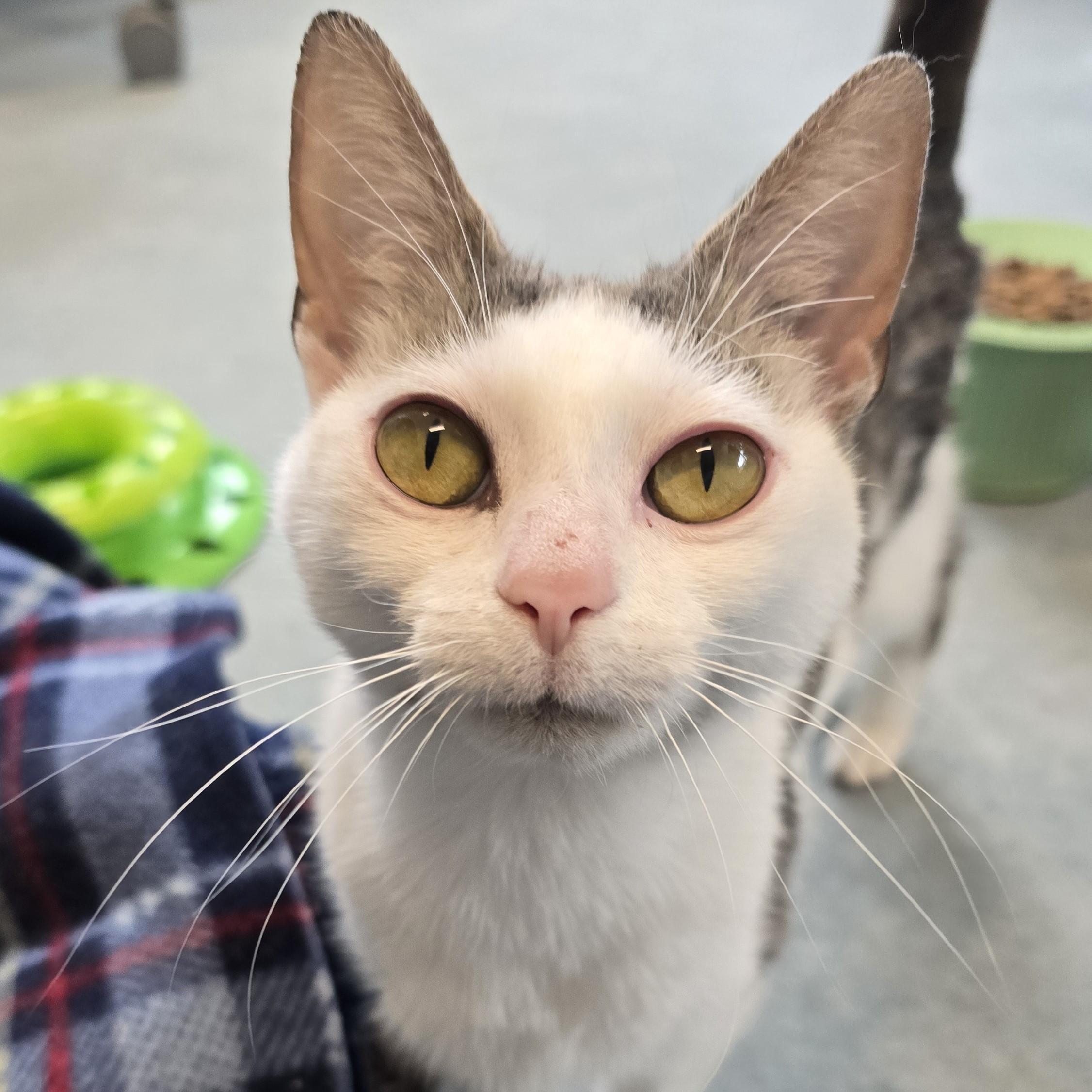 Enlarge Lumi, a ADOPTABLE Domestic Short Hair in Nashville, TN image 1/6