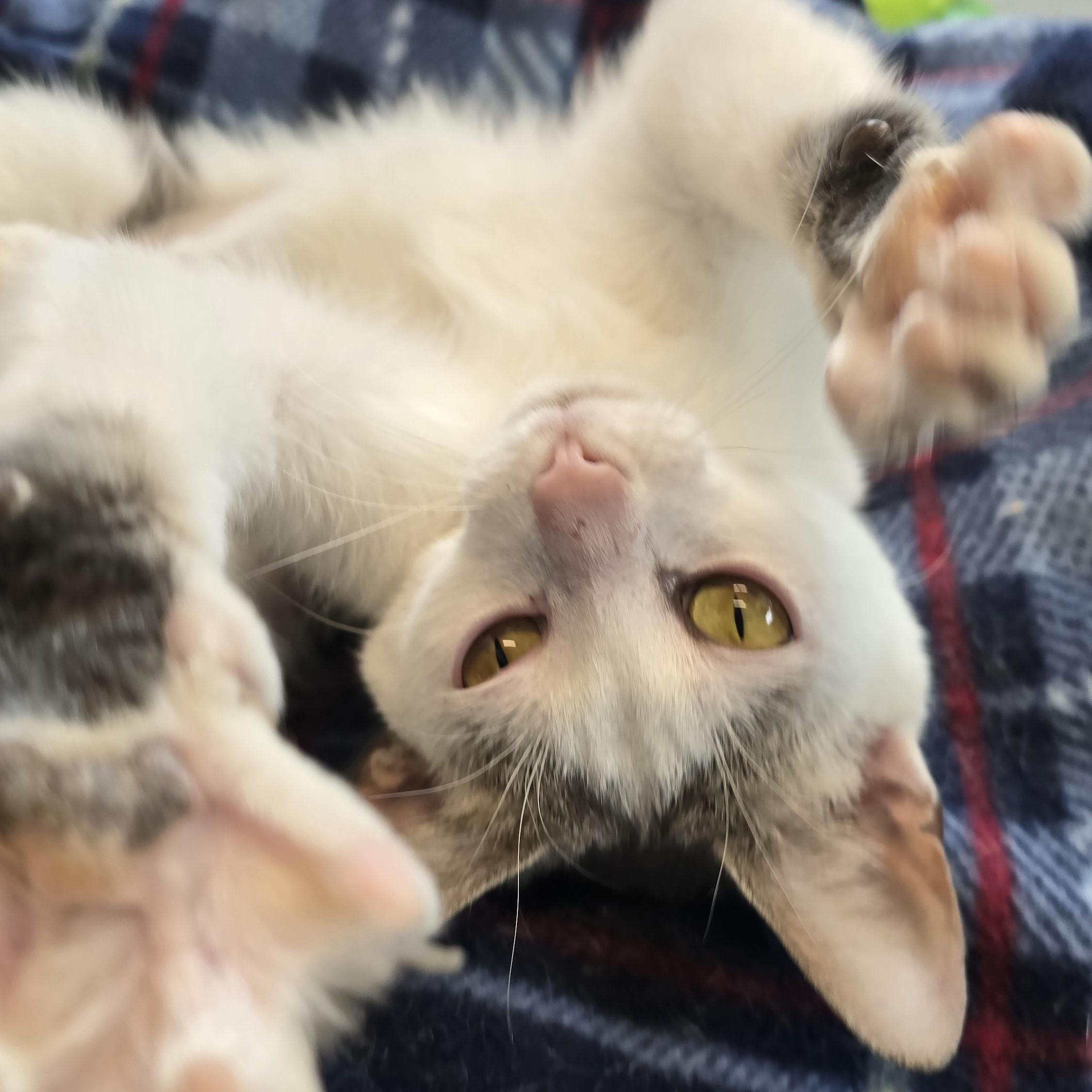 Enlarge Lumi, a ADOPTABLE Domestic Short Hair in Nashville, TN image 3/6