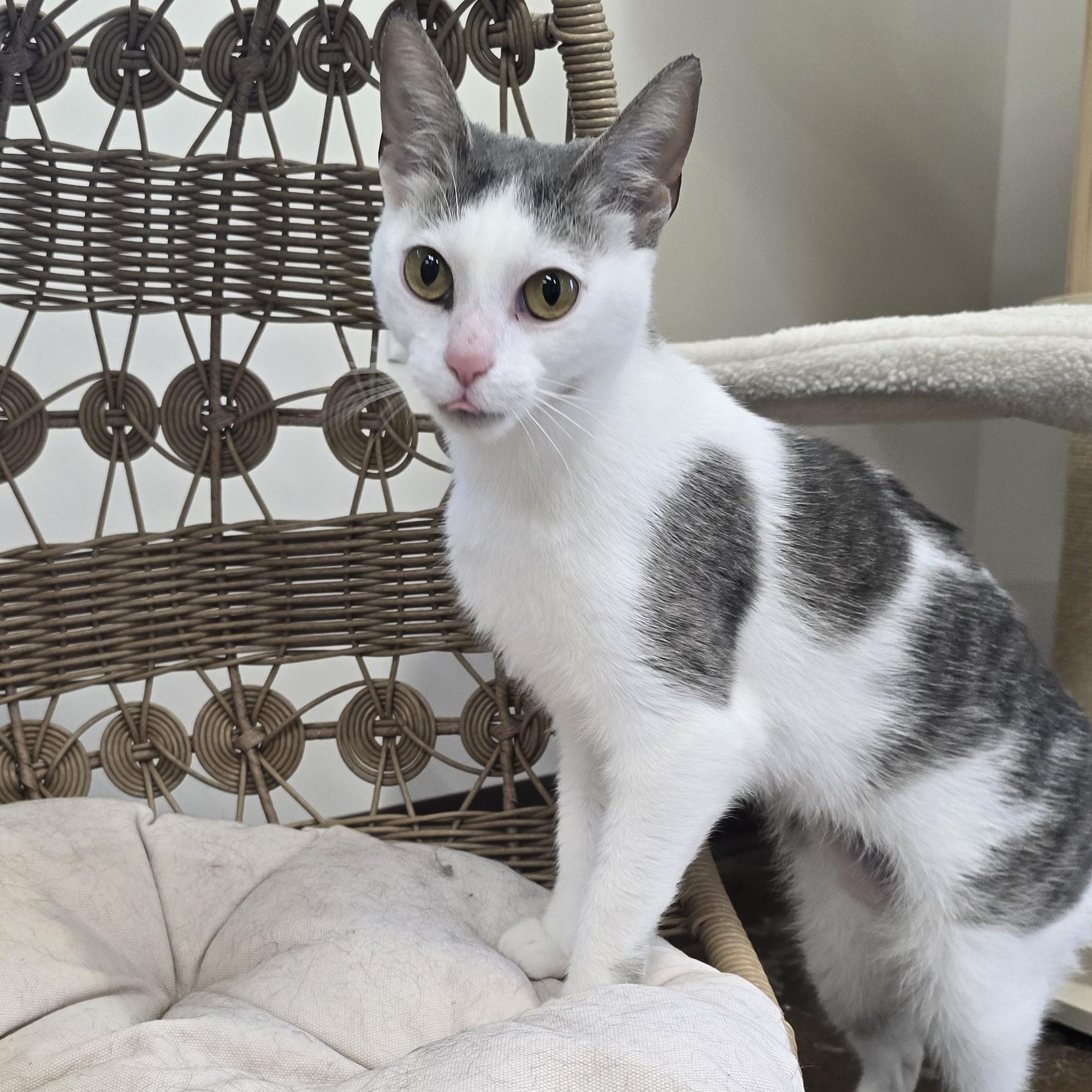 Enlarge Lumi, a ADOPTABLE Domestic Short Hair in Nashville, TN image 6/6