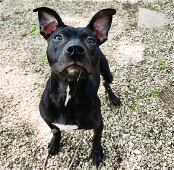 Enlarge MINK, a Adoptable Pit Bull Terrier in Aurora, IL image 1/1