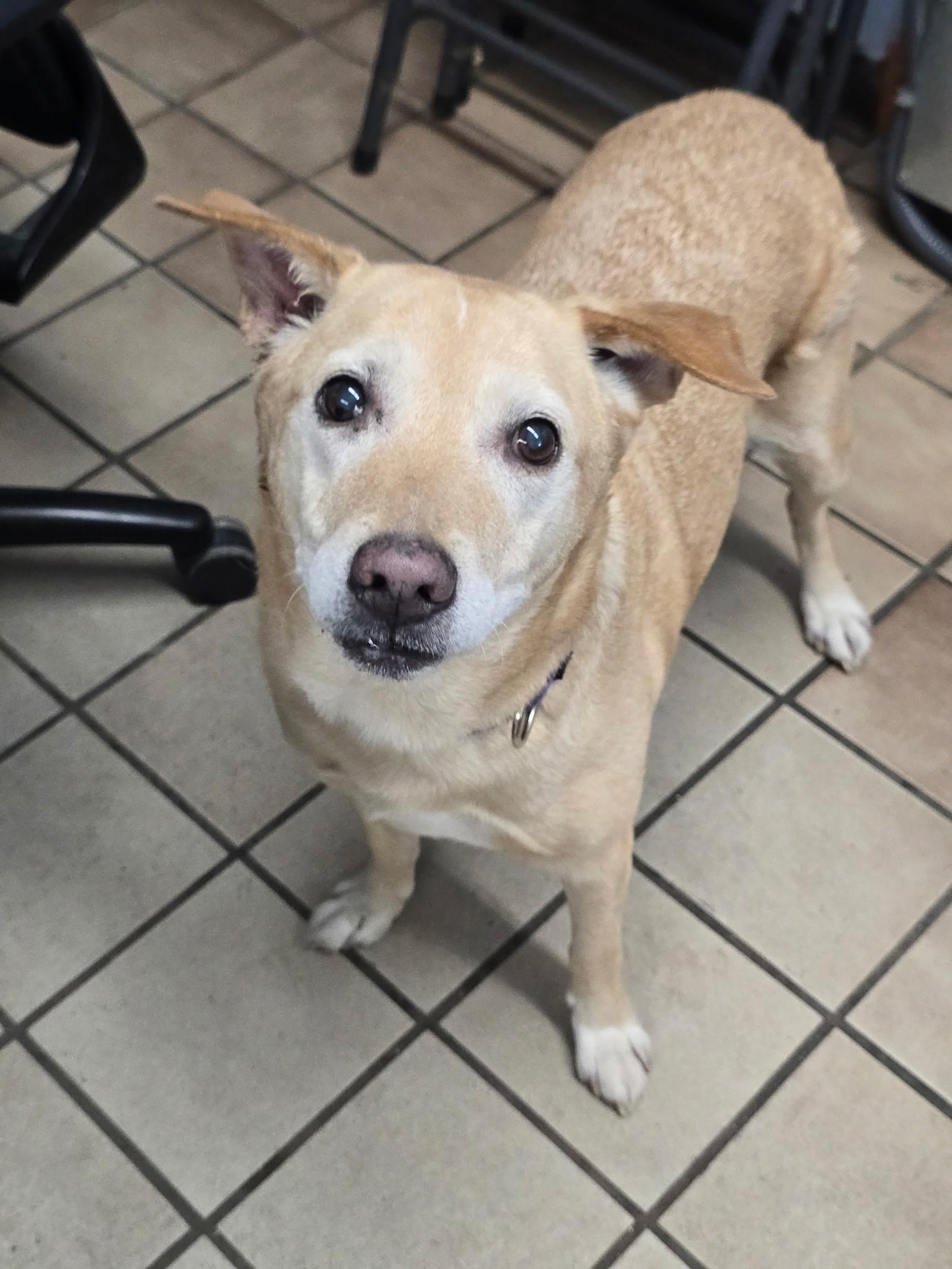 Mya, ADOPTABLE, Senior Female Labrador Retriever.