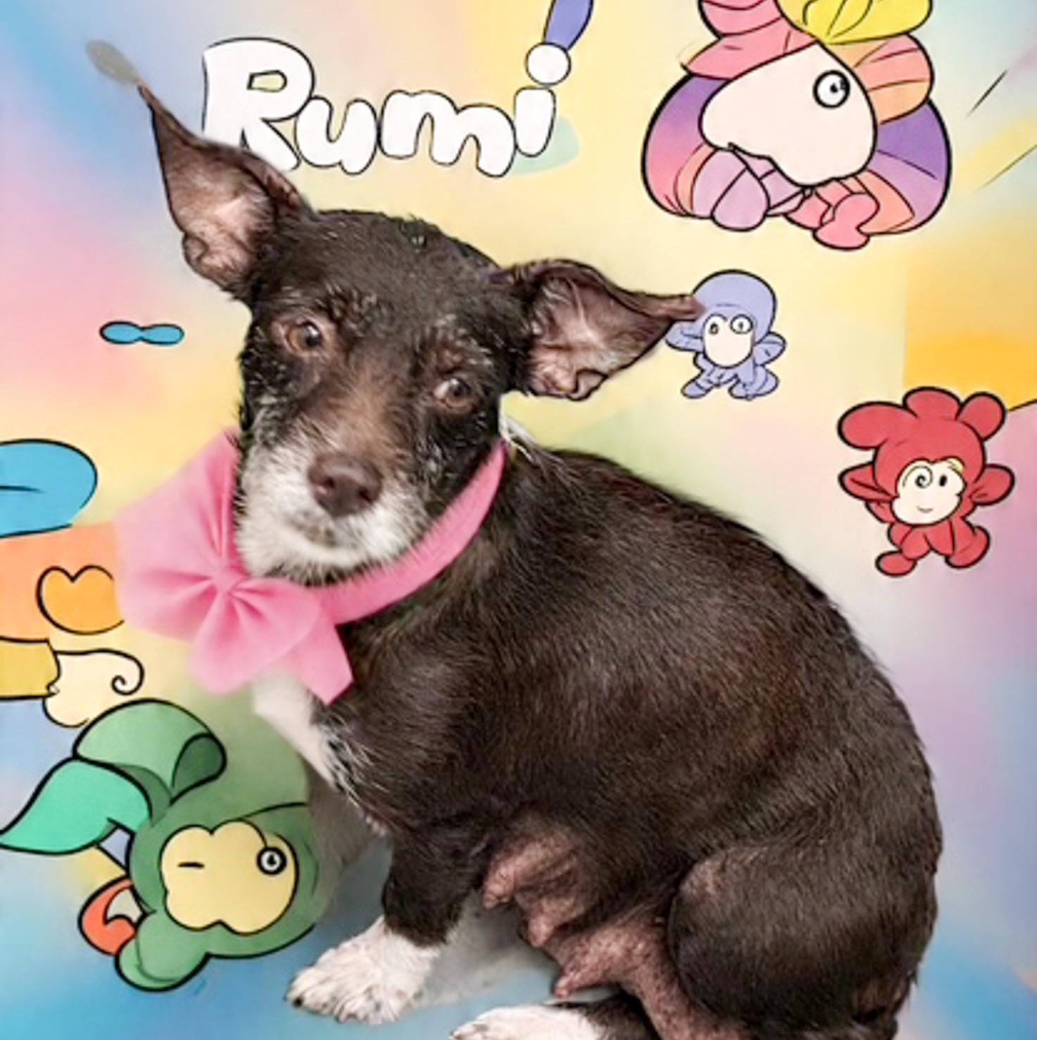 Enlarge Rumi, a Adoptable mixed breed in Albany, NY image 1/1