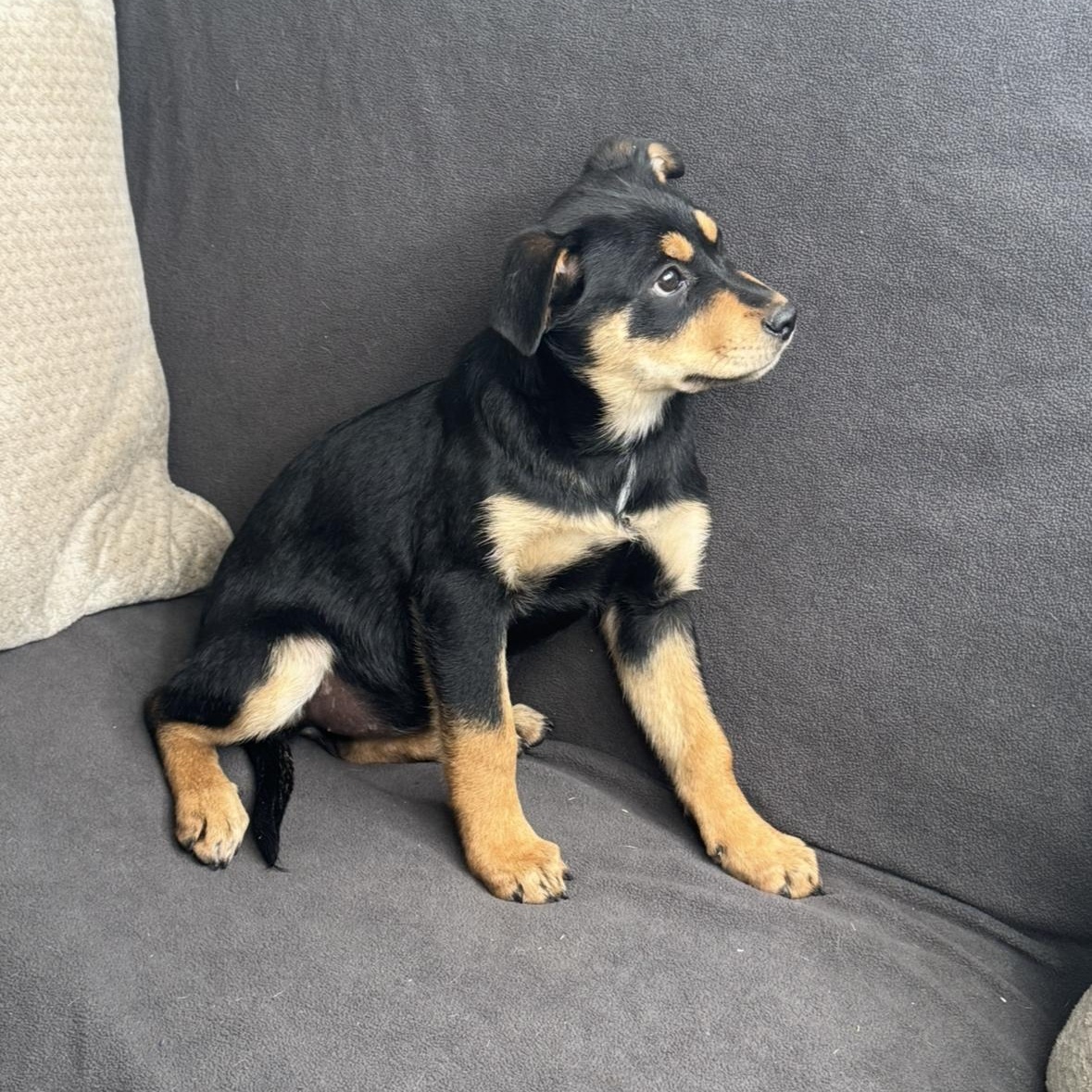 Enlarge Suzi, a Adoptable mixed breed in Arnold, MO image 5/5