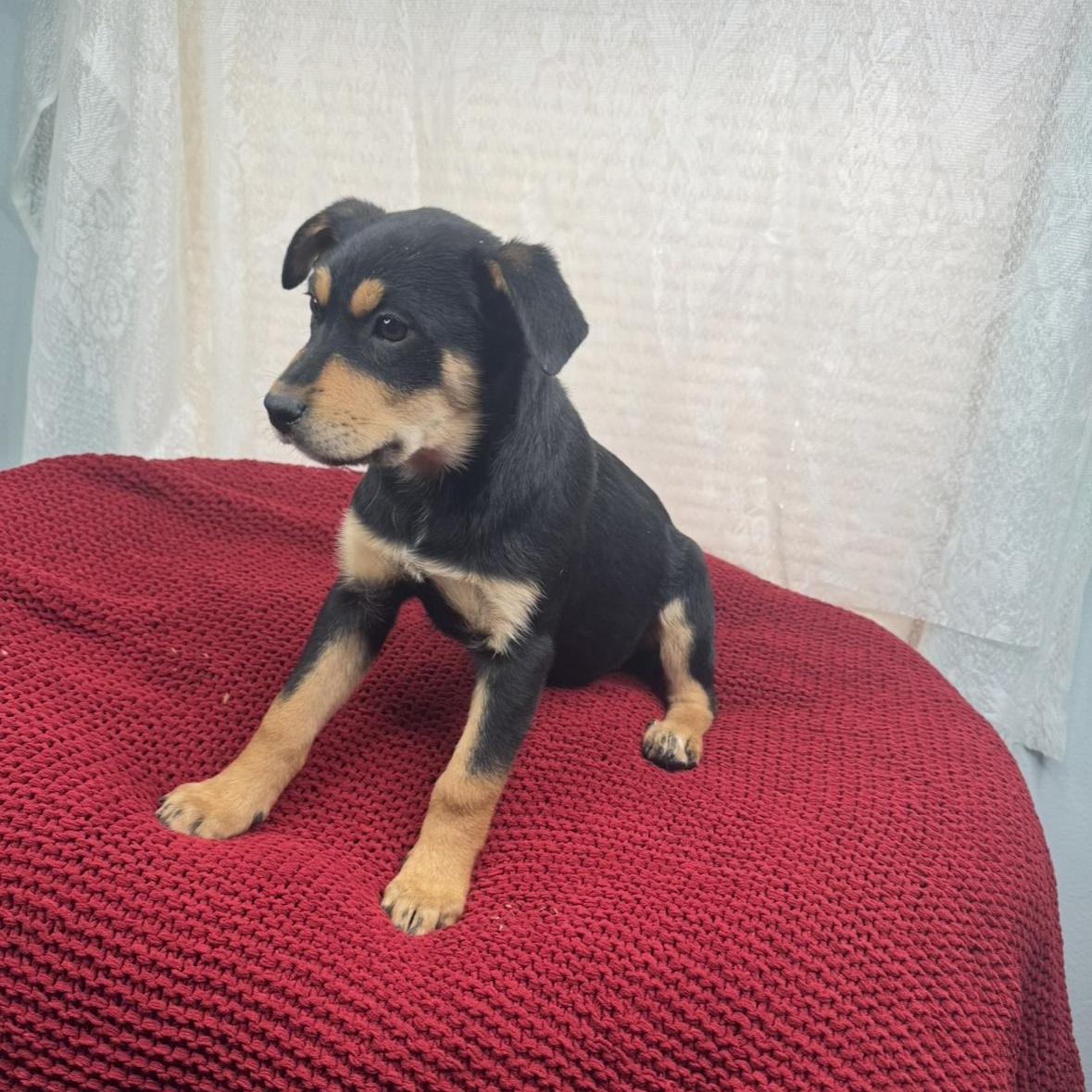 Enlarge Suzi, a Adoptable mixed breed in Arnold, MO image 3/5