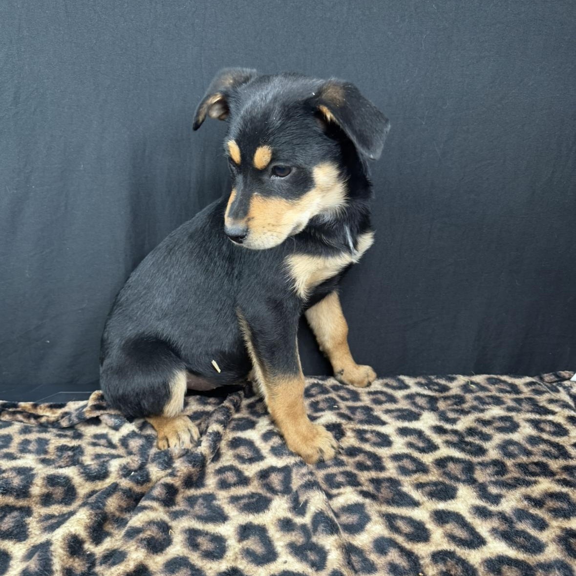 Enlarge Suzi, a Adoptable mixed breed in Arnold, MO image 1/5