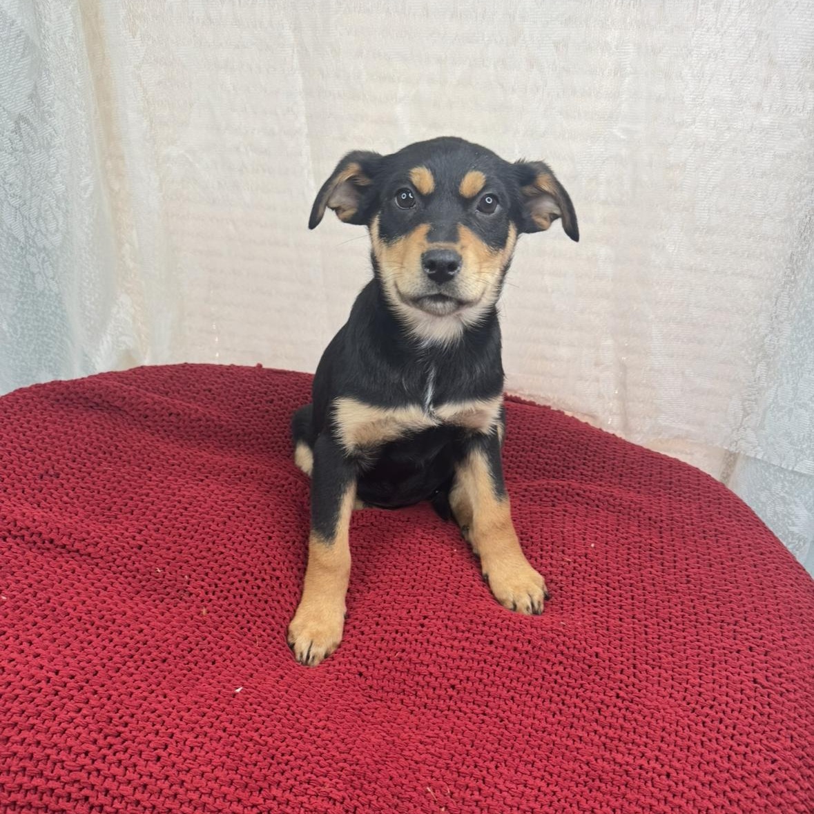 Enlarge Suzi, a Adoptable mixed breed in Arnold, MO image 4/5