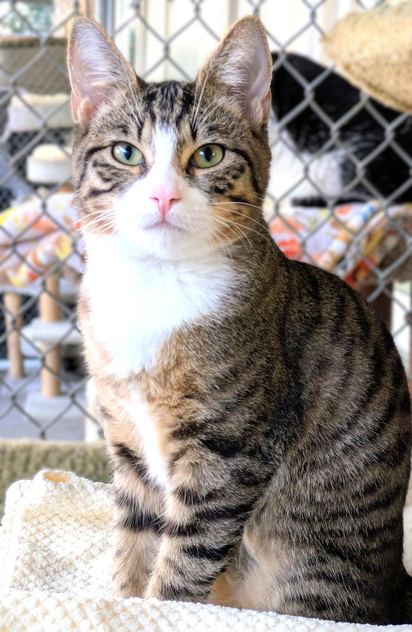 Orwell, Adopted, Young Male Domestic Short Hair.