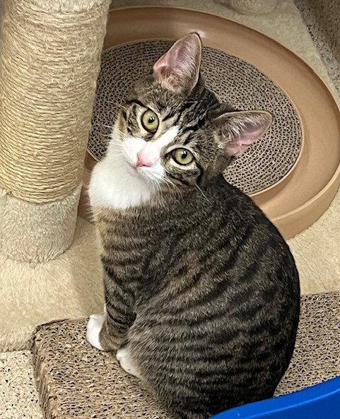 Enlarge Orwell, a Adopted Domestic Short Hair in Seal Beach, CA image 2/3