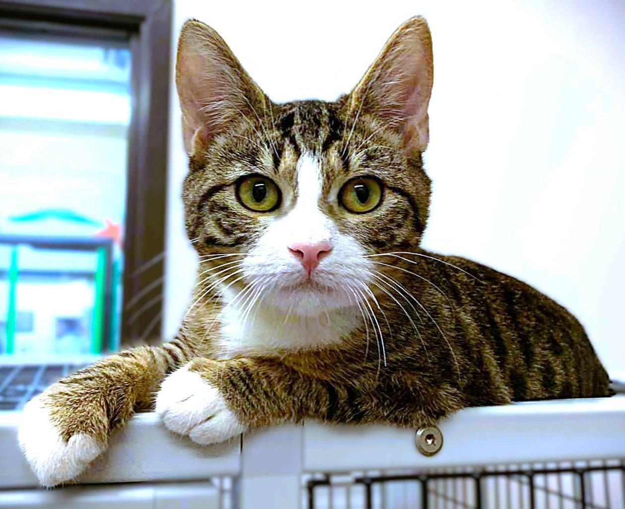 Enlarge Orwell, a Adopted Domestic Short Hair in Seal Beach, CA image 3/3