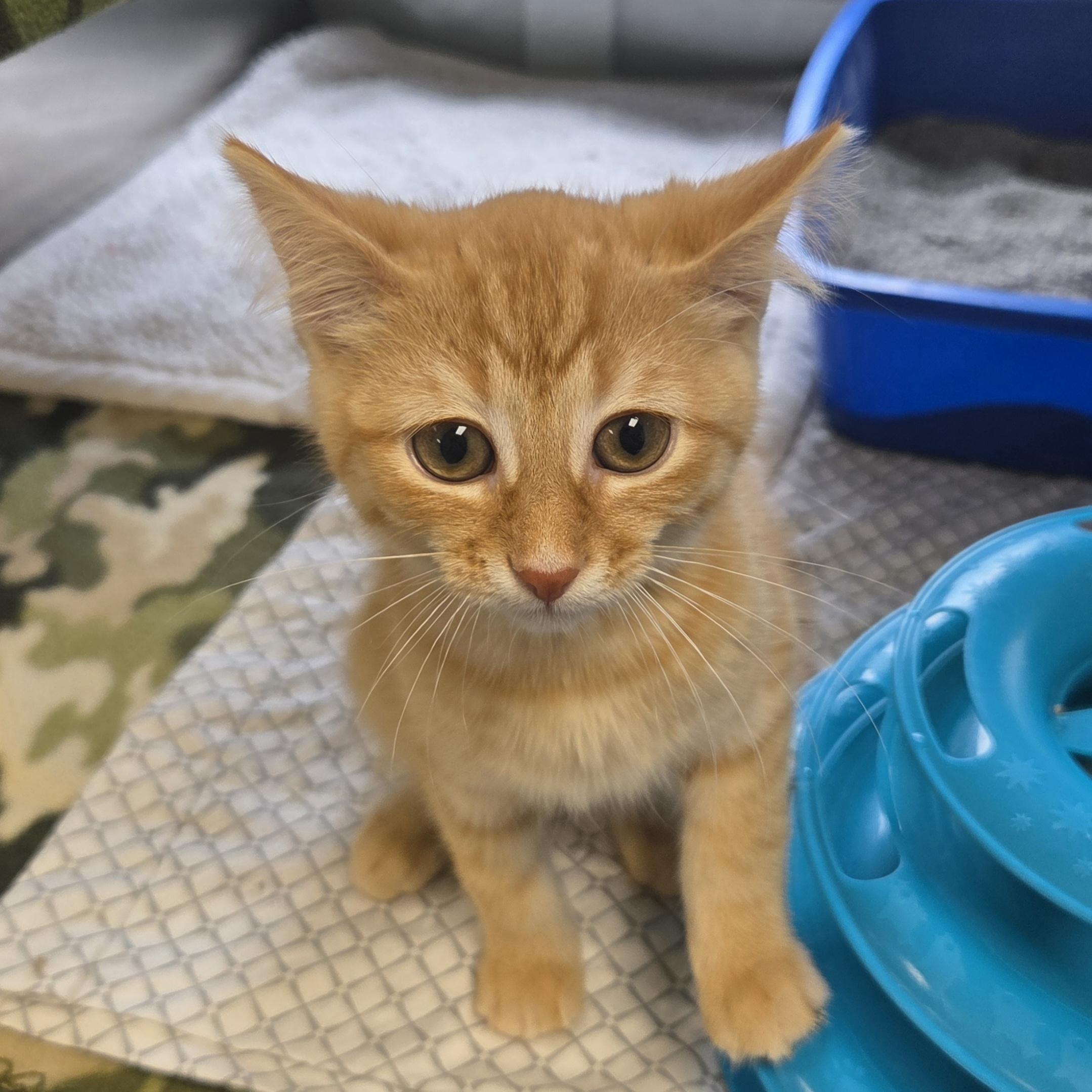 Tardar Sauce, adopted, Kitten Male Domestic Short Hair.