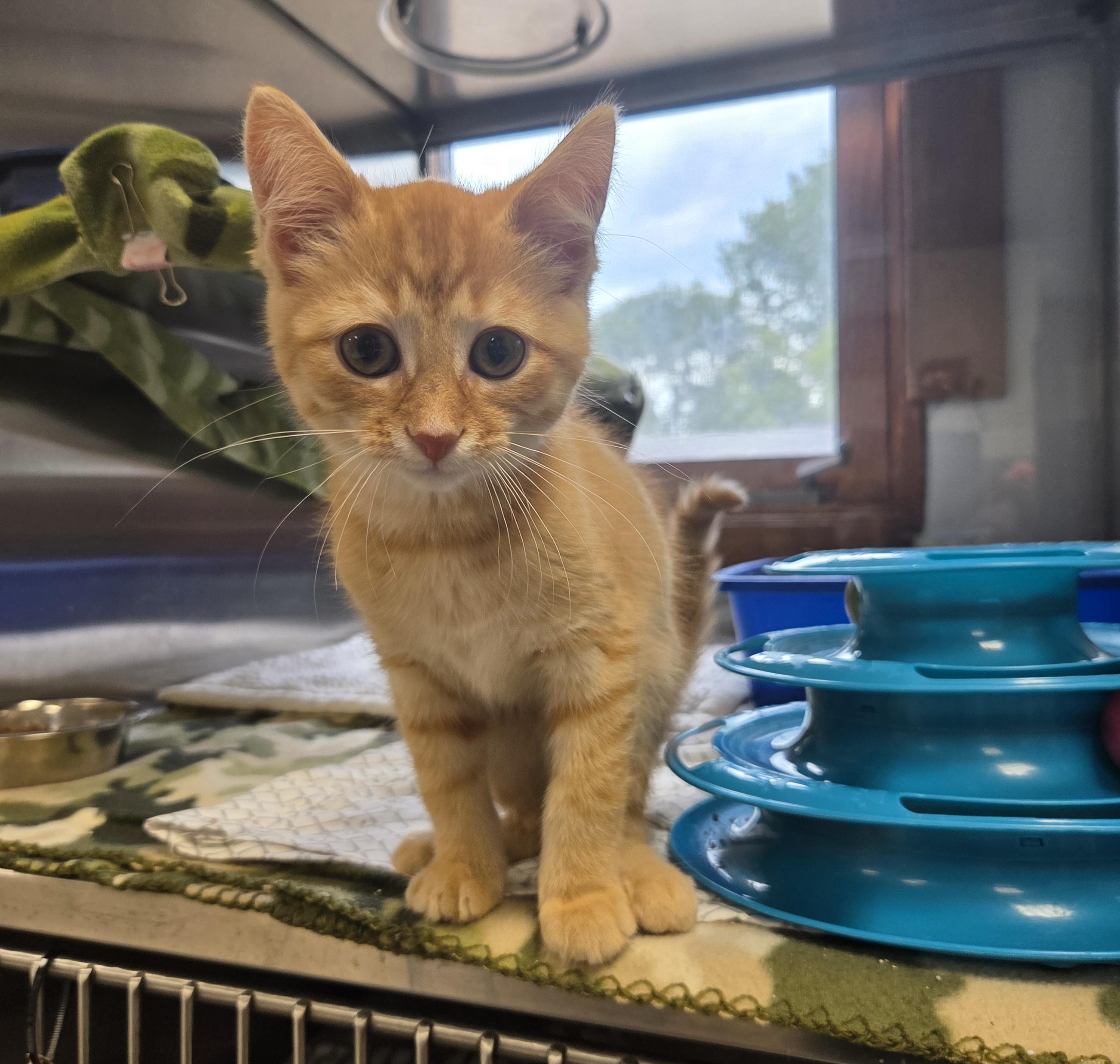 Enlarge Tardar Sauce, an adopted Domestic Short Hair in Midland, MI image 2/2