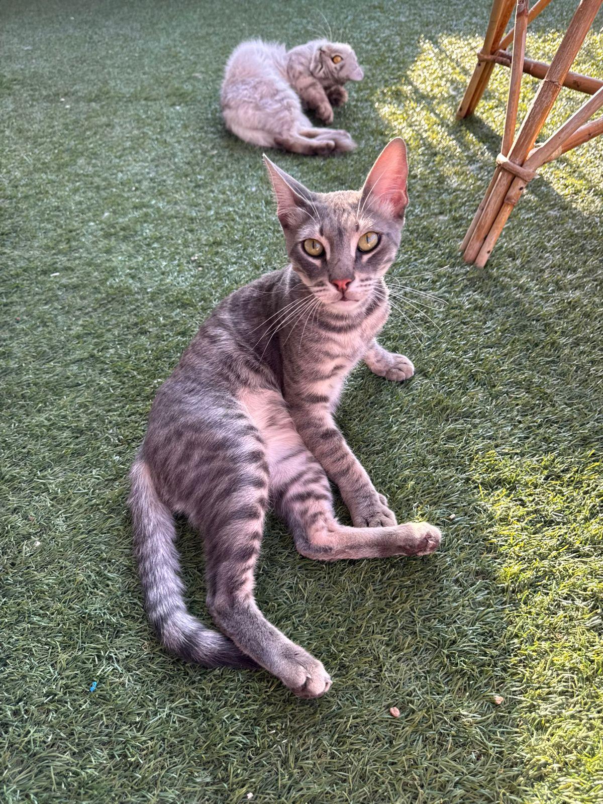 Floppy