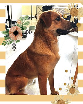 Enlarge Lucky, a Adoptable mixed breed in Santa Ana, CA image 2/6