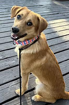 Enlarge Lucky, a Adoptable mixed breed in Santa Ana, CA image 6/6