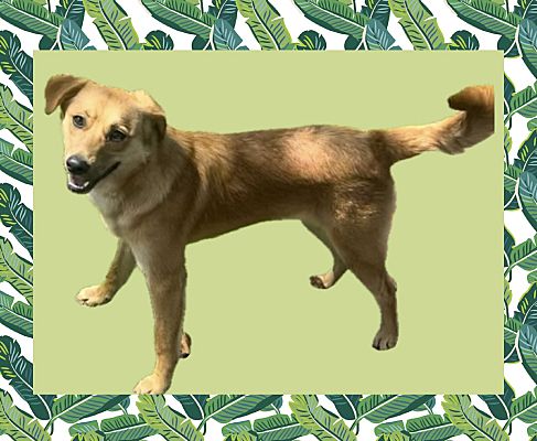 Enlarge Lucky, a Adoptable mixed breed in Santa Ana, CA image 3/6