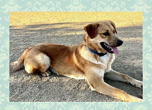 Enlarge Lucky, a Adoptable mixed breed in Santa Ana, CA image 4/6