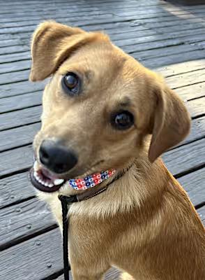 Enlarge Lucky, a Adoptable mixed breed in Santa Ana, CA image 1/6