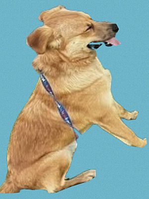 Enlarge Lucky, a Adoptable mixed breed in Santa Ana, CA image 5/6