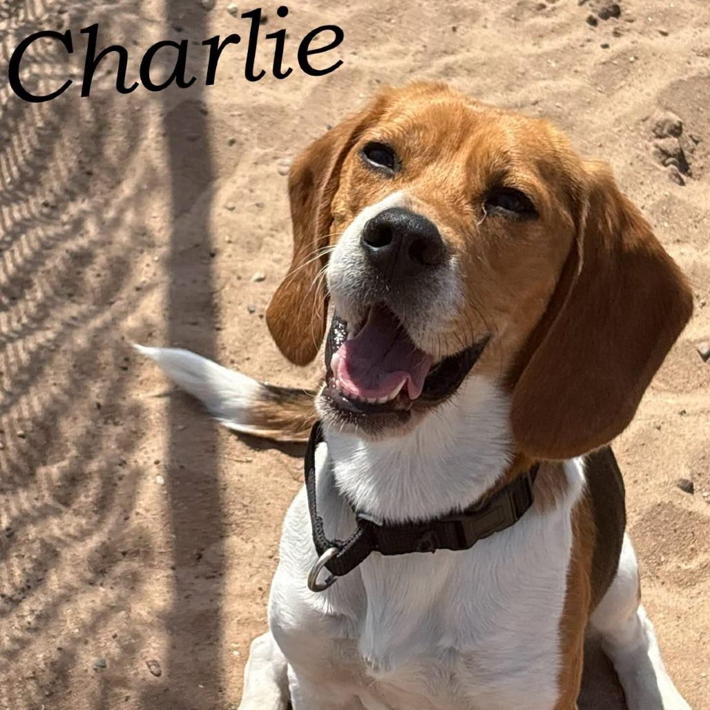 Charlie 260393, Adoptable, Adult Male Beagle.